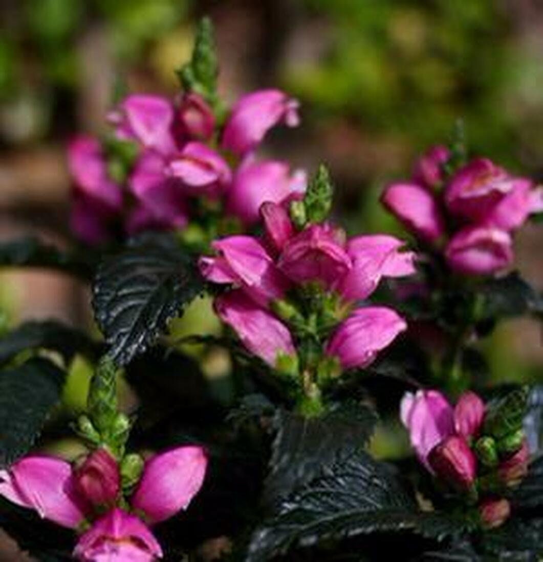 Tiny Tortuga Turtlehead - Chelone Obliqua Plant - 1 qt pot