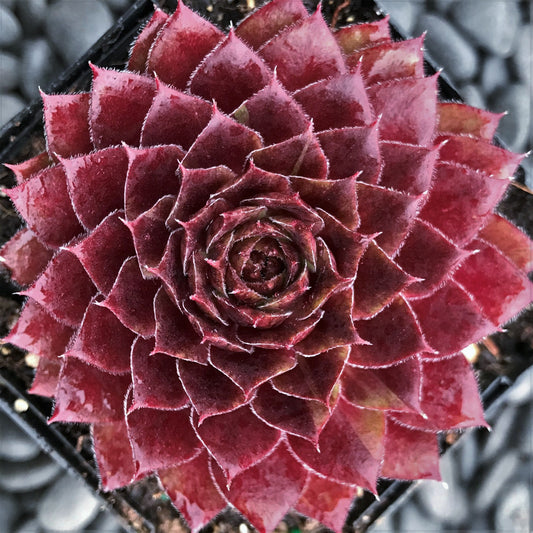 Sempervivum Rojin / Live Succulents /Red succulent/ Red Sempervivum Hens & Chicks / 4" pot / Full sun plant