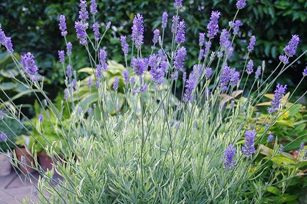 Lavender 'Platinum Blonde' Variegated Lavender, 4" Pot Live Plant