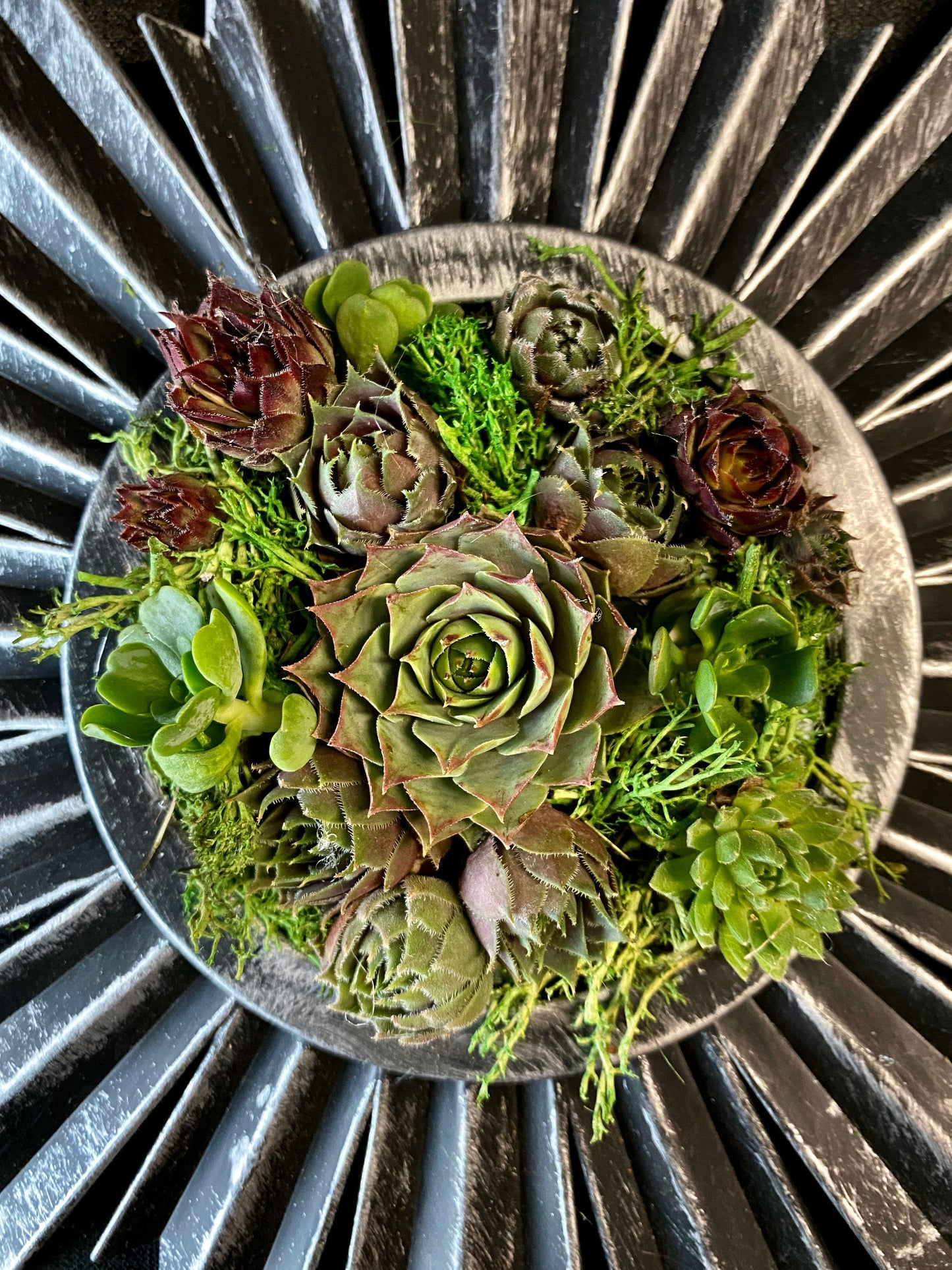 Live Succulent Brushed Silver Spiked Vertical Gardening Frame