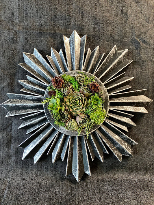Live Succulent Brushed Silver Spiked Vertical Gardening Frame