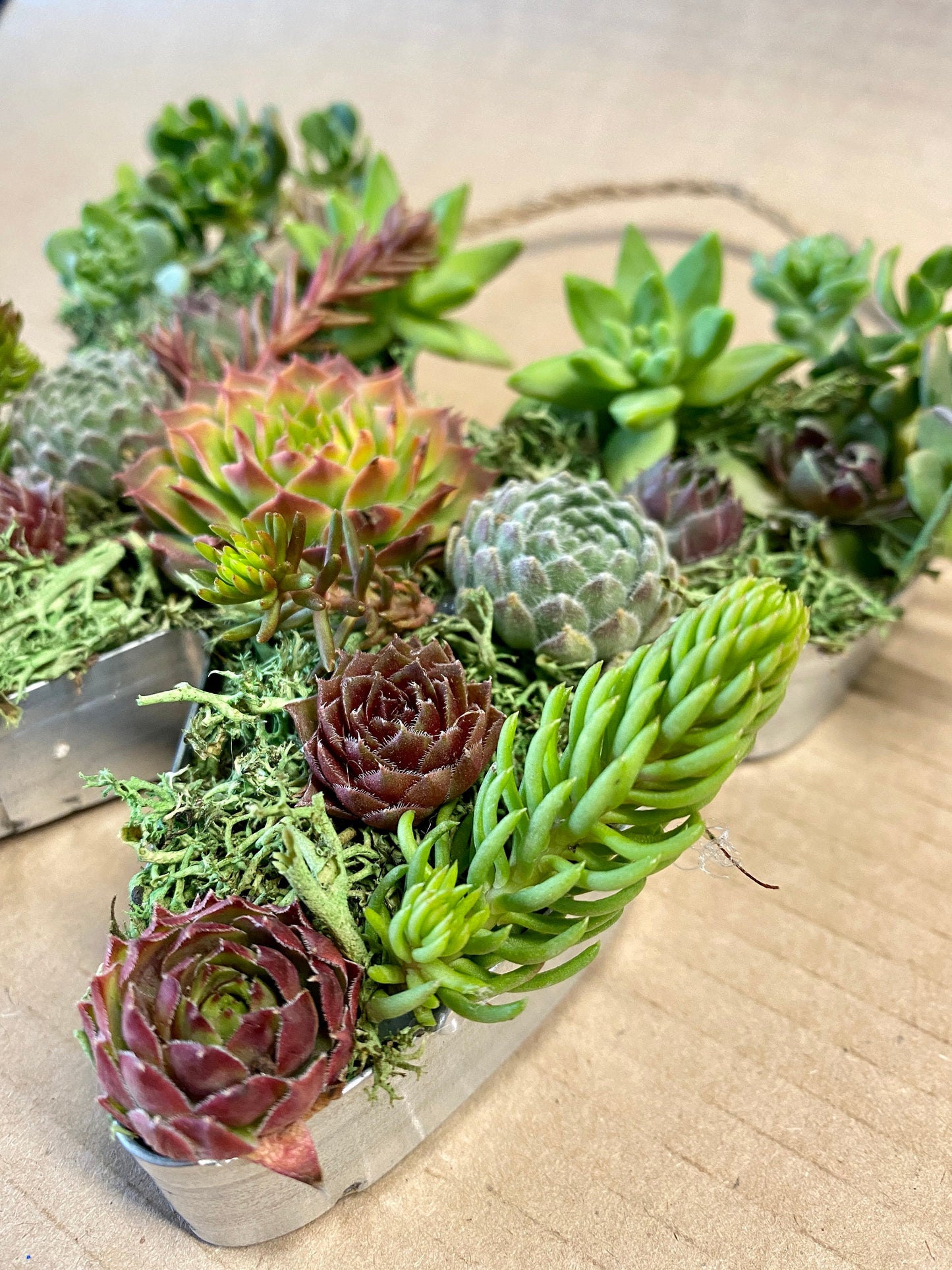Live Succulent Butterfly Wall Decor