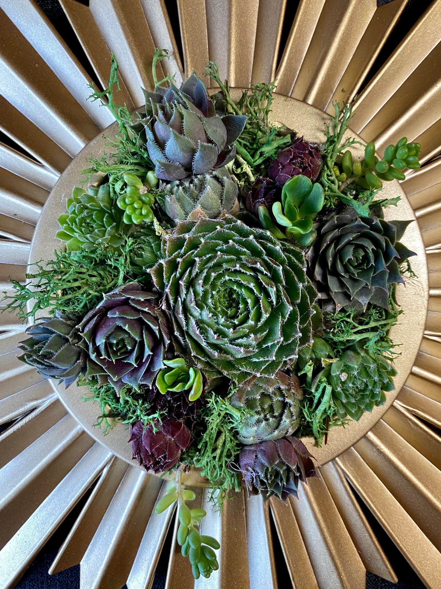 Live Succulent Vertical Gardening in Gold Spiked Frame 9.5"