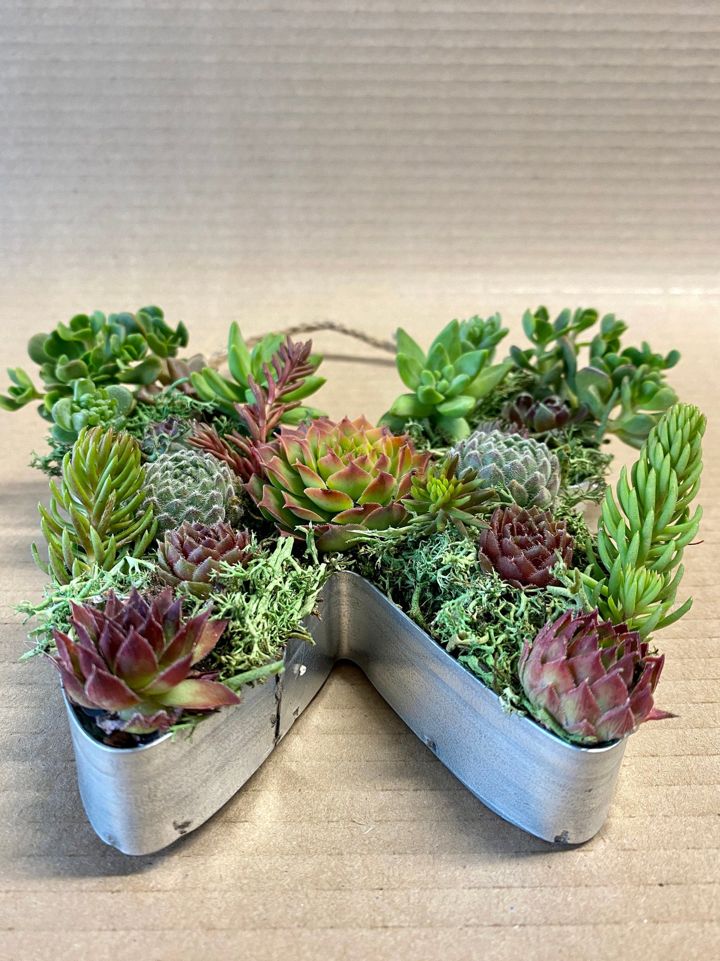 Live Succulent Butterfly Wall Decor