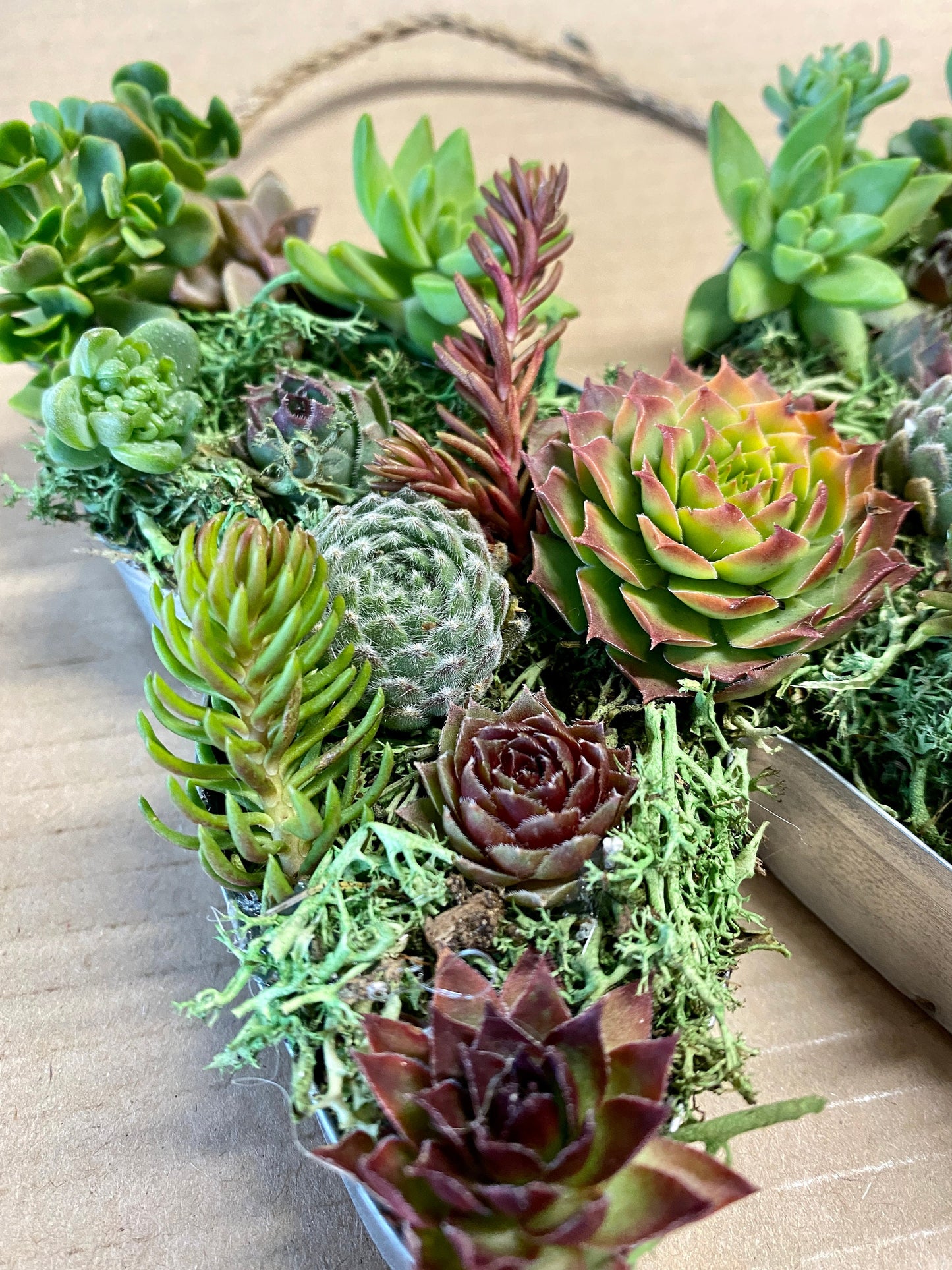 Live Succulent Butterfly Wall Decor
