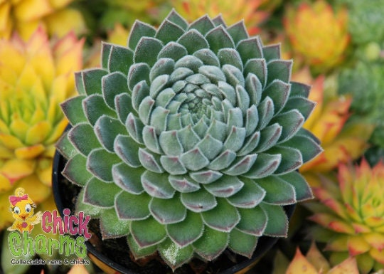 "Sugar Shimmer™" Succulent Hens & Chicks Sempervivum Plant by Chick Charms® - 4 inch pot