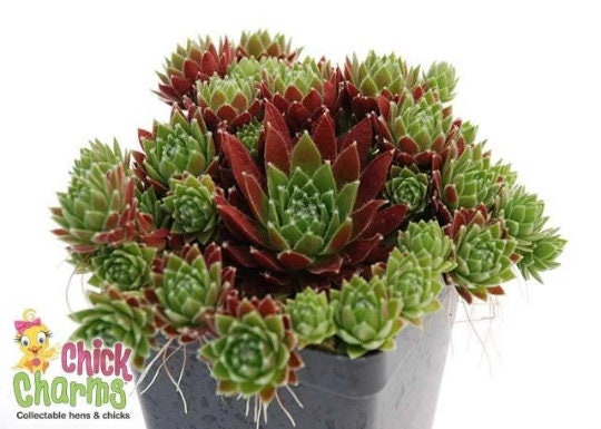 CHICK CHARMS® 'Cinnamon Starburst™' Sempervivum Hens & Chicks Plant - 4" Pot