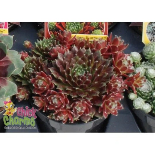 CHICK CHARMS® 'Cinnamon Starburst™' Sempervivum Hens & Chicks Plant - 4" Pot