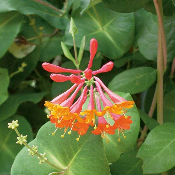 Dropmore Scarlet Honeysuckle - Lonicera Brownii Vine Plant - 1 gallon pot
