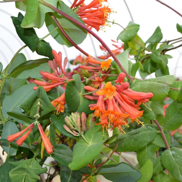 Dropmore Scarlet Honeysuckle - Lonicera Brownii Vine Plant - 1 gallon pot