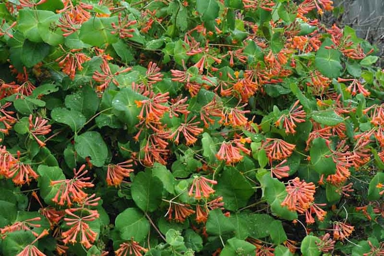 Dropmore Scarlet Honeysuckle - Lonicera Brownii Vine Plant - 1 gallon pot