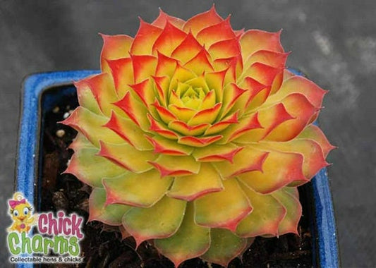 Gold Nugget Succulent Hen and Chicks Sempervivum Plant by Chick Charms® - 4 inch pot