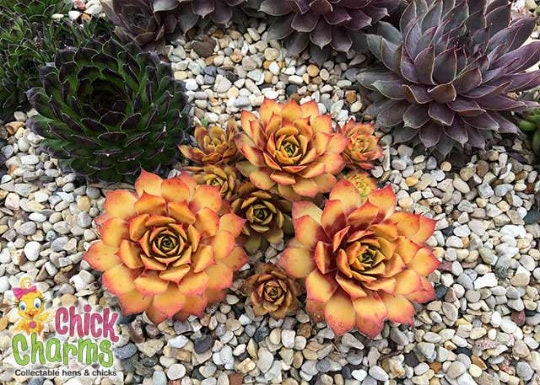 Gold Nugget Succulent Hen and Chicks Sempervivum Plant by Chick Charms® - 4 inch pot
