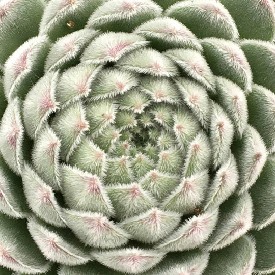"Sugar Shimmer™" Succulent Hens & Chicks Sempervivum Plant by Chick Charms® - 4 inch pot