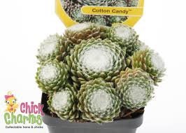 Chick Charms® 'Cotton Candy™' Hens & Chicks Plant - 4" Pot