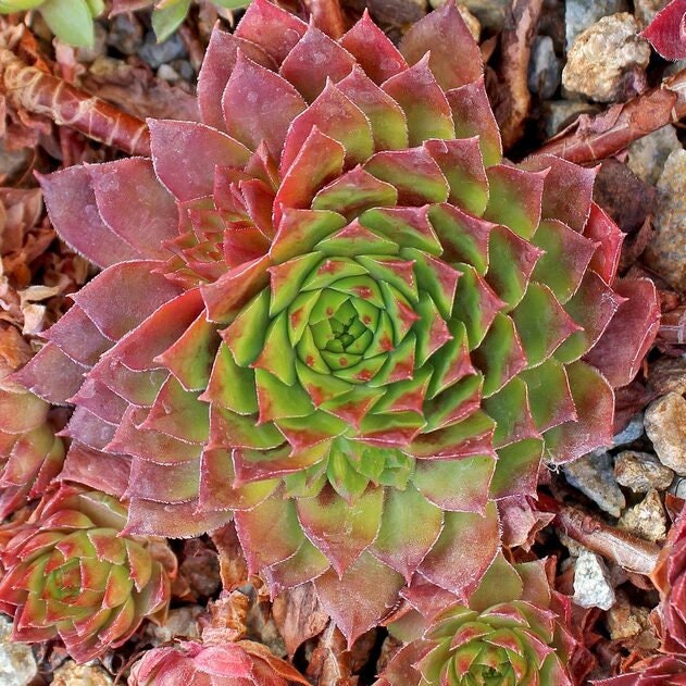 Sempervivum 'Stuffed Olive' / Hens & Chicks / Live Succulent / 4" inch pot / Plant for Sun and Shade