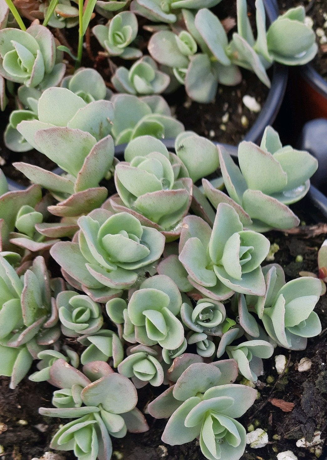 "Pink Mongolian" Stonecrop Sedum Succulent Plant (Sedum Ewersii aka Hylotelephium ewersii) - 4 inch pot