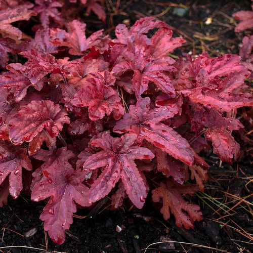 Red Rover Foamflower - Heucherella Plant by Proven Winners™ - 1 quart pot