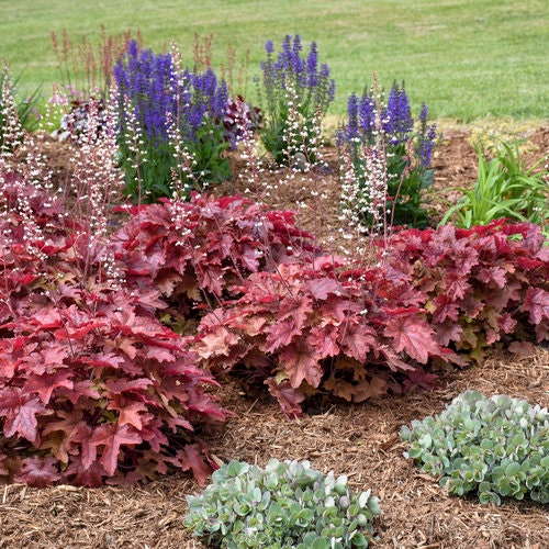 Red Rover Foamflower - Heucherella Plant by Proven Winners™ - 1 quart pot