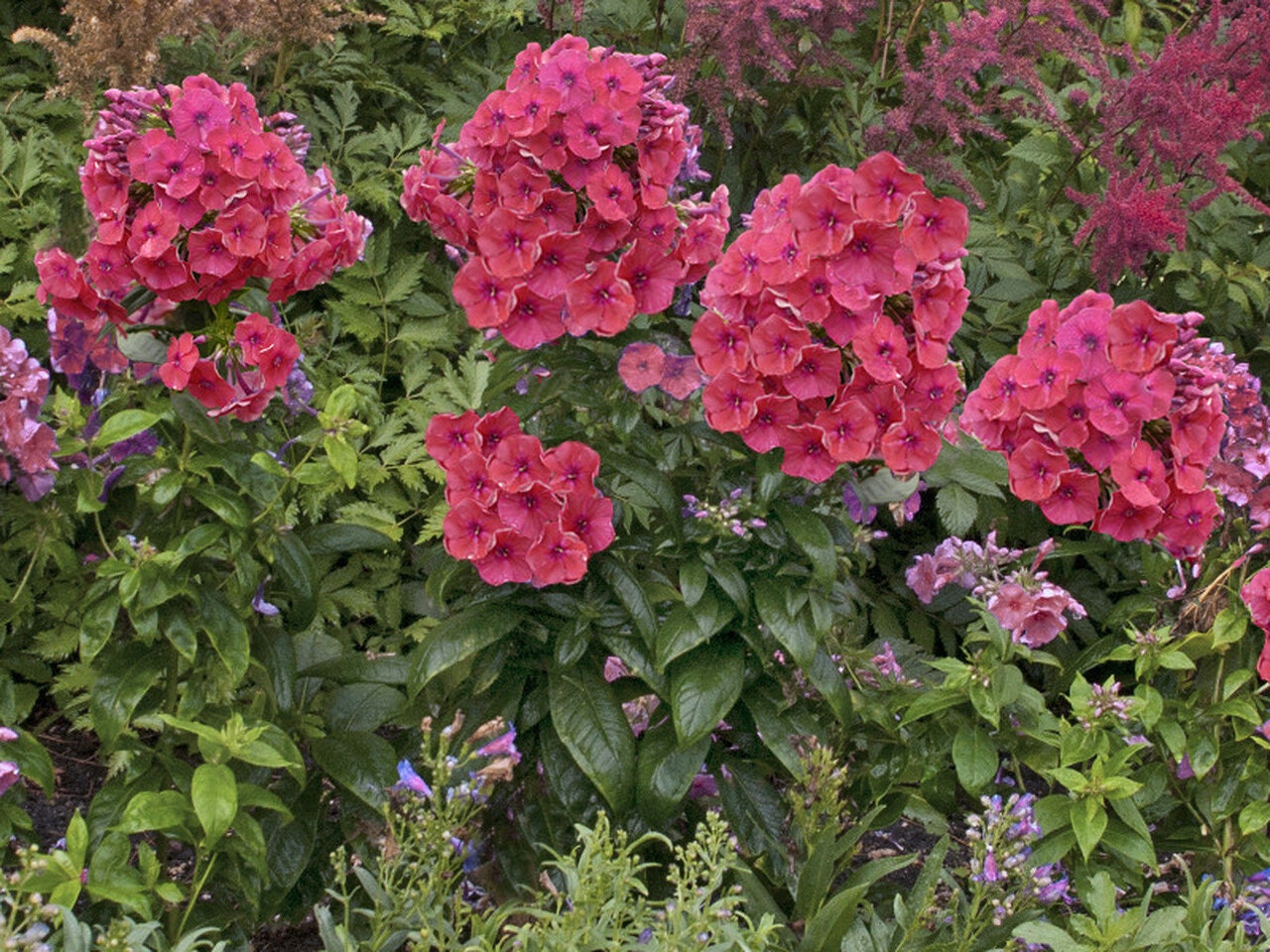 Coral Garden Phlox from the Flame® Collection - Phlox Paniculata Plant - 1 gallon pot