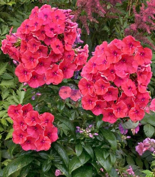 Coral Garden Phlox from the Flame® Collection - Phlox Paniculata Plant - 1 gallon pot