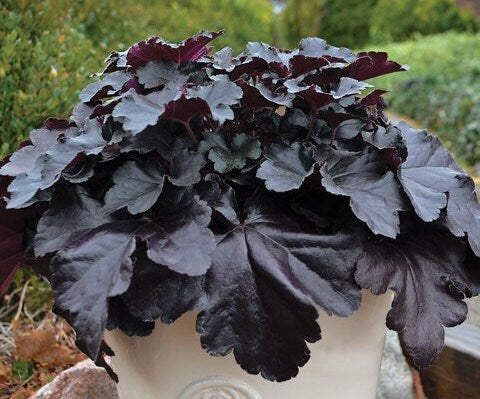 Primo Black Pearl Coral Bells - Heuchera Plant by Proven Winners™ - 1 quart pot