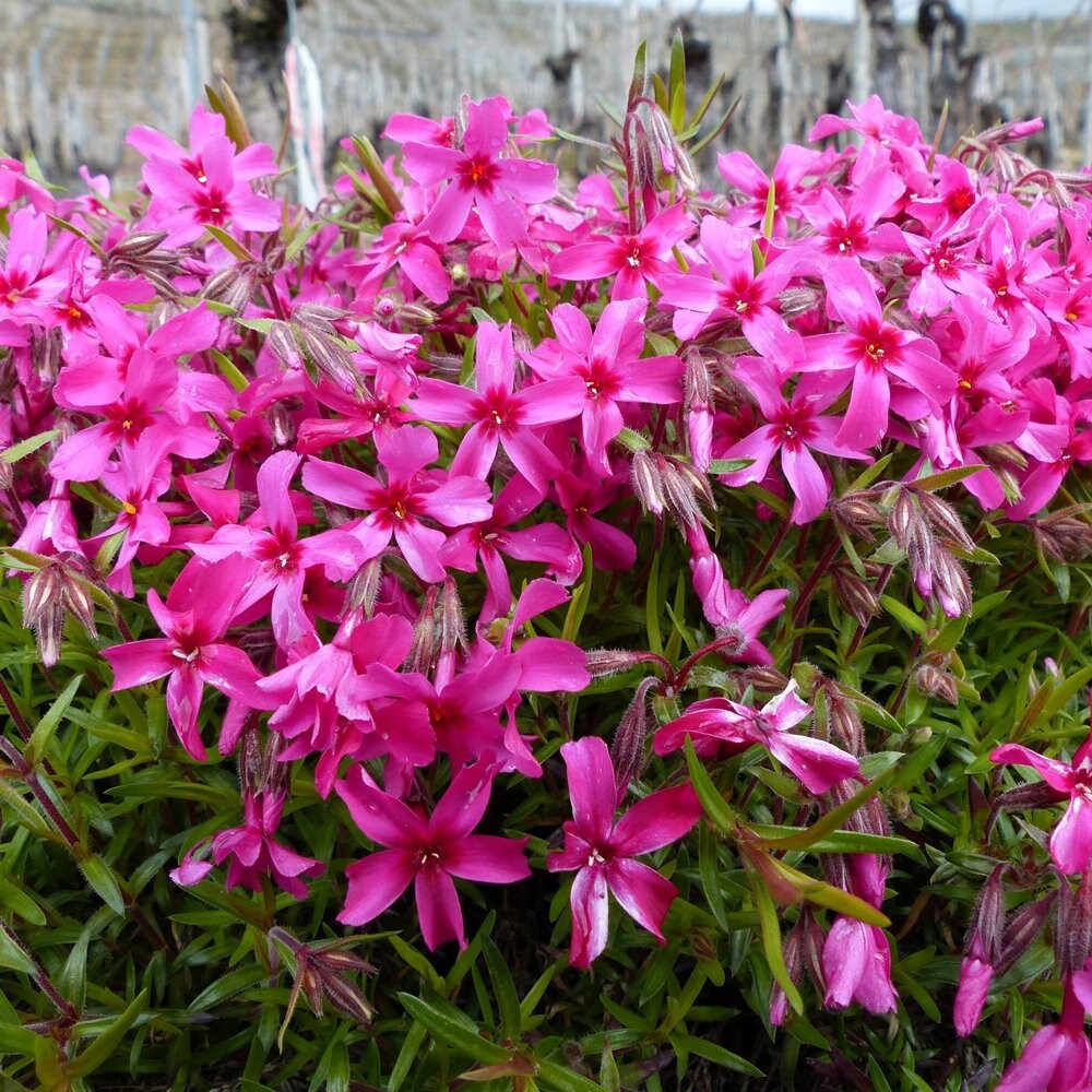 Red Wing Creeping Phlox - Phlox Subulata Plant - 1 gallon pot