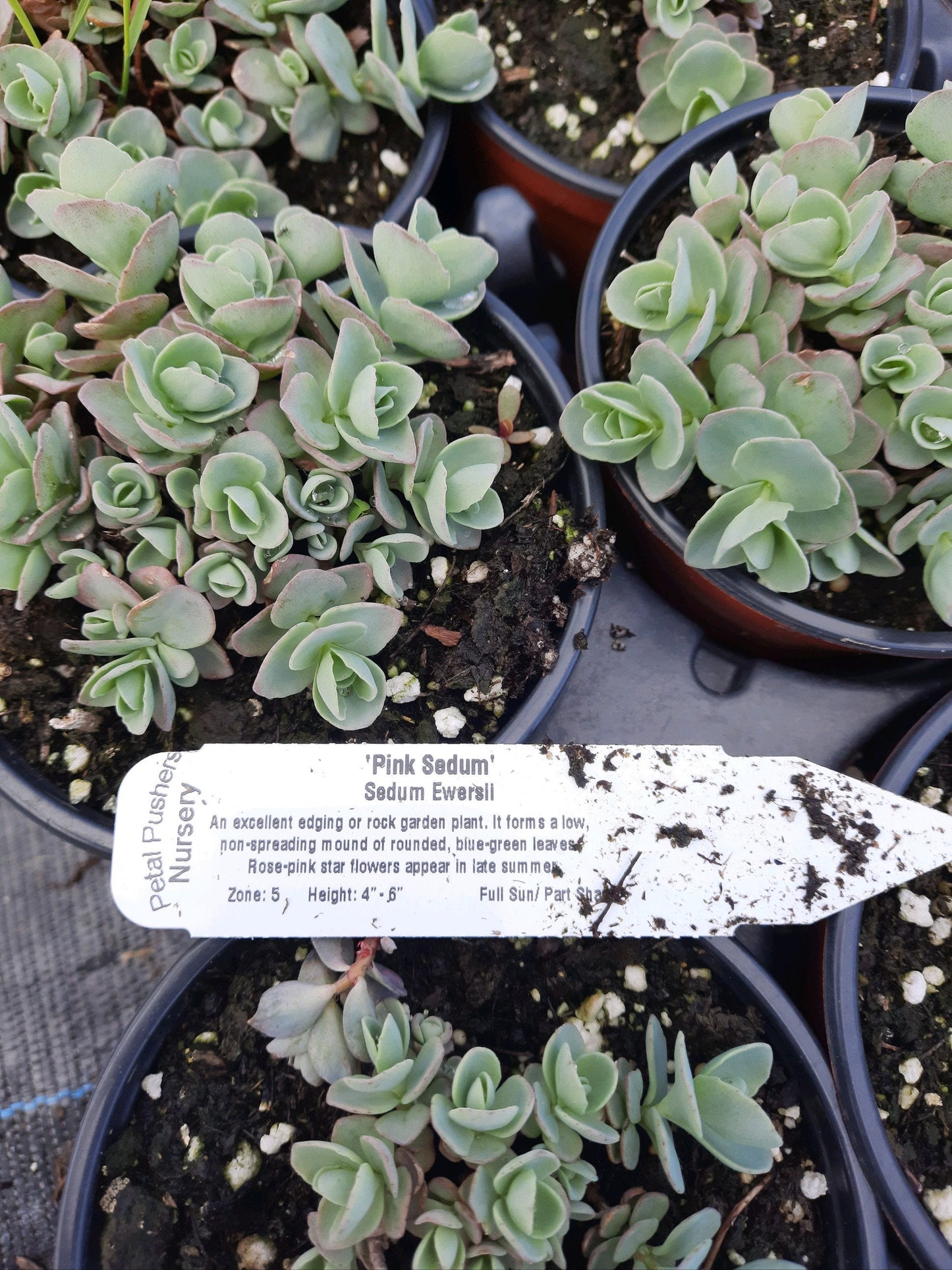 "Pink Mongolian" Stonecrop Sedum Succulent Plant (Sedum Ewersii aka Hylotelephium ewersii) - 4 inch pot