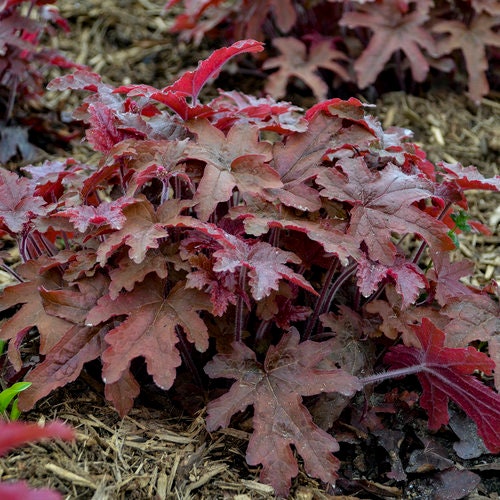 Red Rover Foamflower - Heucherella Plant by Proven Winners™ - 1 quart pot