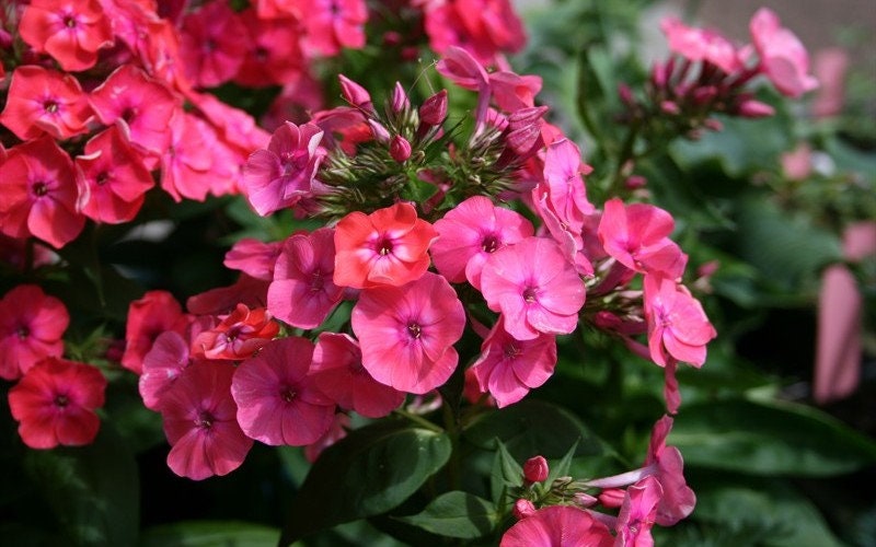 Coral Garden Phlox from the Flame® Collection - Phlox Paniculata Plant - 1 gallon pot