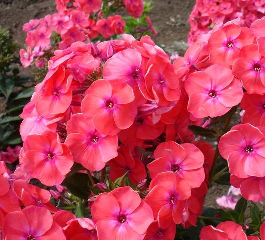 Coral Garden Phlox from the Flame® Collection - Phlox Paniculata Plant - 1 gallon pot