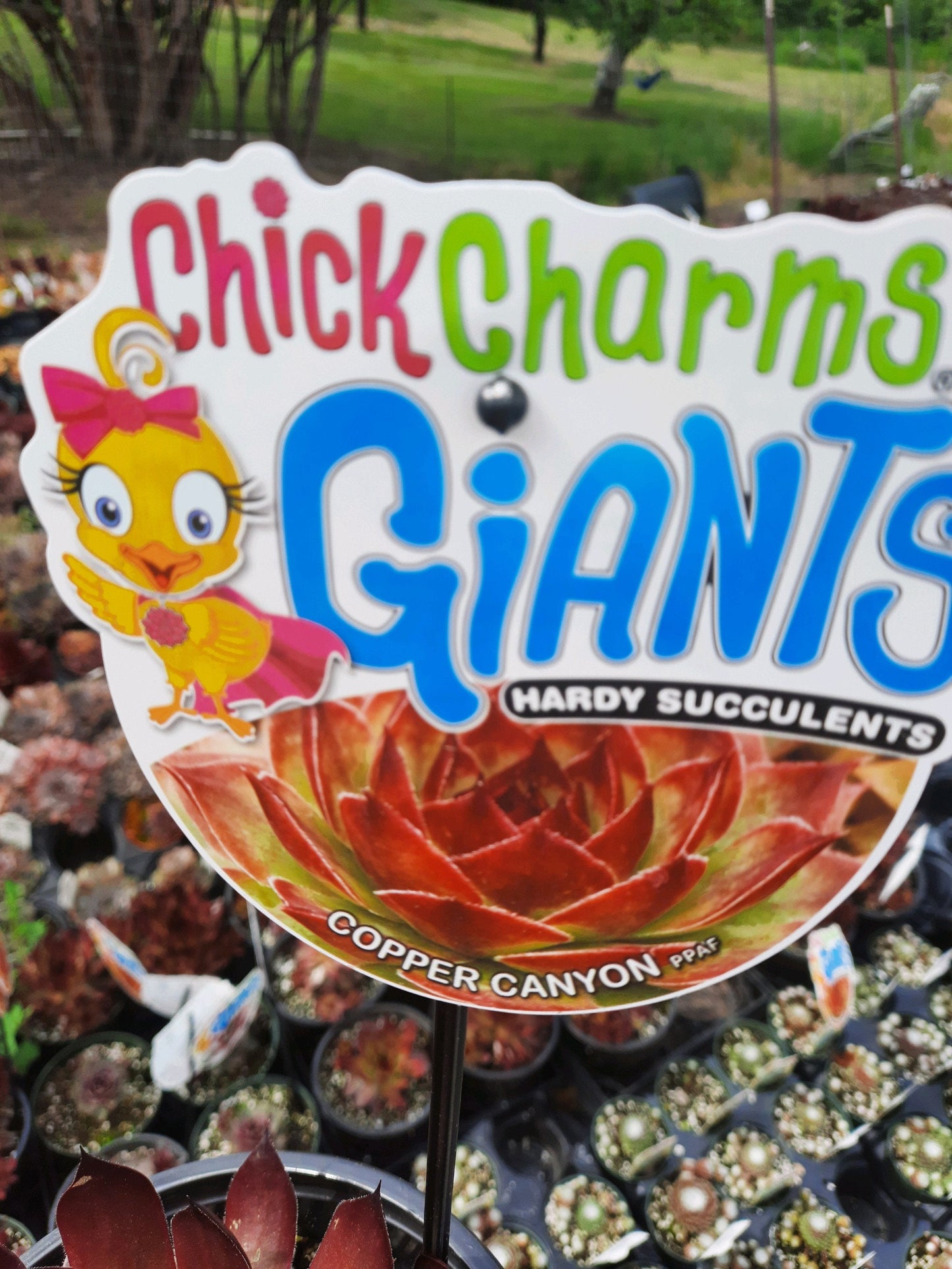 Copper Canyon Giant Succulent - Hens and Chicks Plant from the Giant™ Collection from Chick Charms® - 1 gallon pot