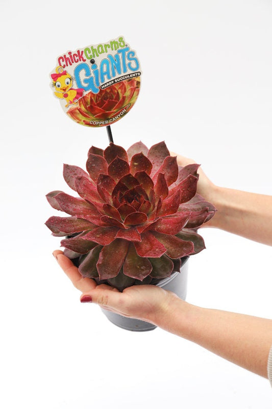 Copper Canyon Giant Succulent - Hens and Chicks Plant from the Giant™ Collection from Chick Charms® - 6" pot