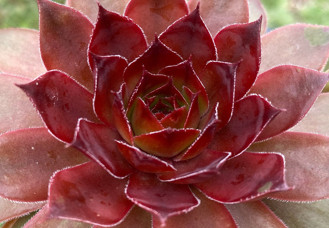 Cherries Jubilee Succulent - Hens and Chicks Sempervivum Plant by Chick Charms® - 4 inch pot