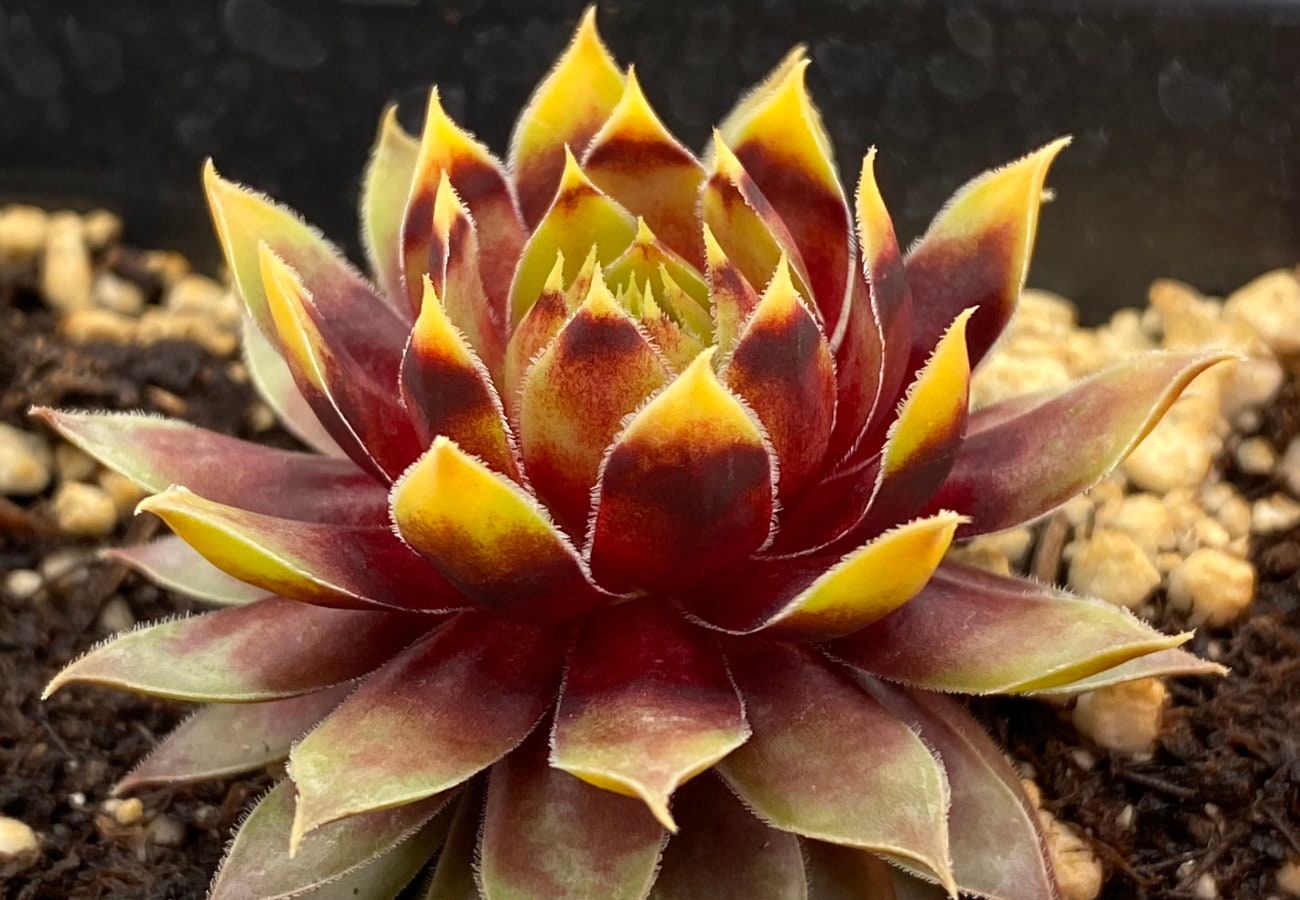 Chick Charms® Gold Rush™ Sempervivum - 4" pot
