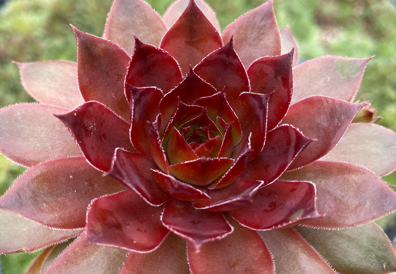 Cherries Jubilee Succulent - Hens and Chicks Sempervivum Plant by Chick Charms® - 4 inch pot