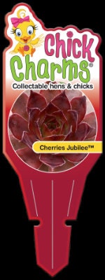 Cherries Jubilee Succulent - Hens and Chicks Sempervivum Plant by Chick Charms® - 4 inch pot