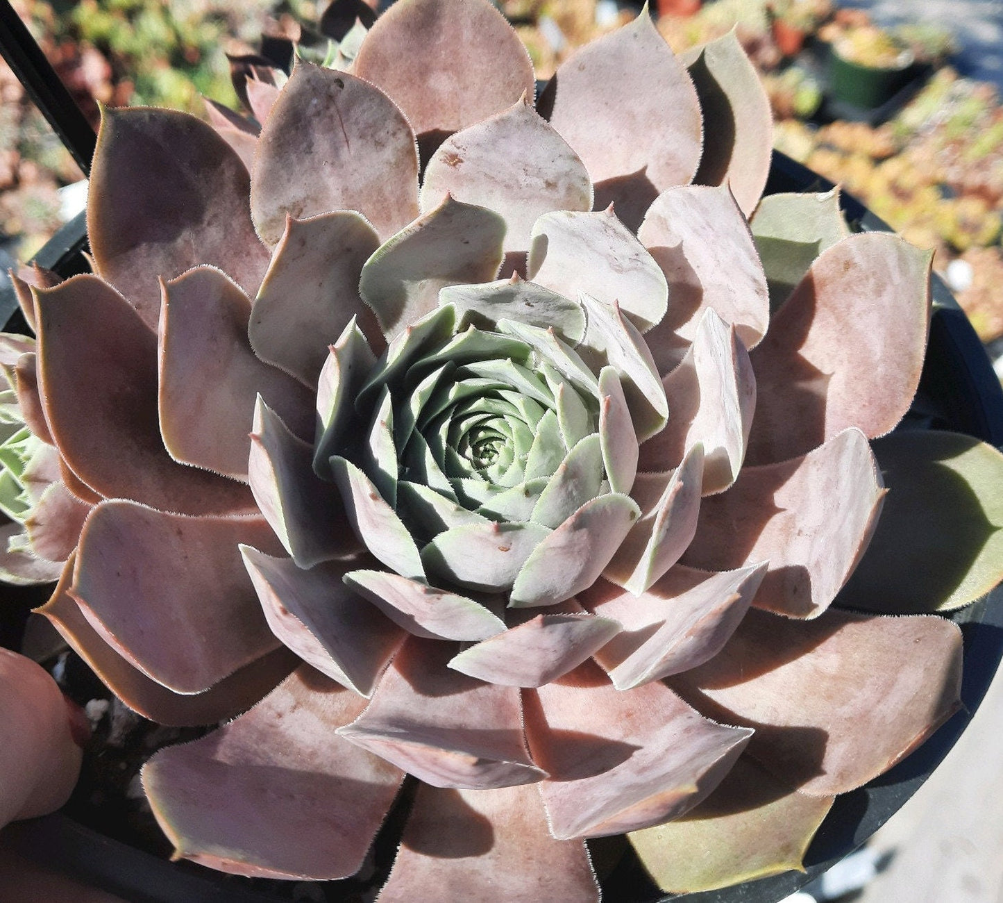 Chick Charms® Giants 'Steel Appeal™' Hens & Chicks Sempervivum Plant - 6" Pot