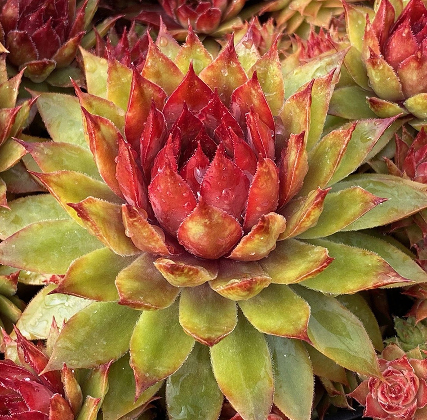 Chick Charms® 'Pineapple Paradise™' Hens & Chicks Succulent Plant - 4" Pot