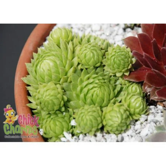 Key Lime Kiss Succulent - Hens & Chicks Sempervivum Plant by Chick Charms®- 4 inch pot
