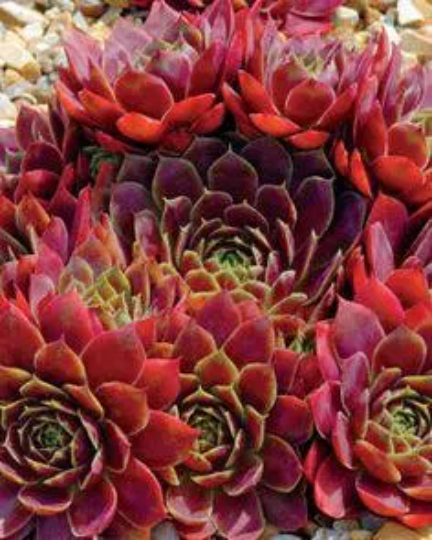 Sempervivum 'Rubikon' Hens & Chicks, 4" Pot Live Plant