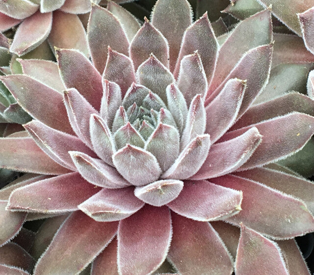 Silver Suede™ aka Neptune Sempervivum Succulent by Chick Charms® - 4" pot