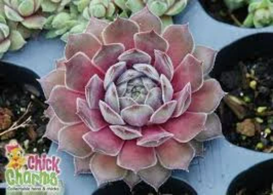 Silver Suede™ aka Neptune Sempervivum Succulent by Chick Charms® - 4" pot