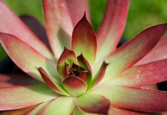 Chick Charms® Strawberry Kiwi™ Sempervivum Succulent - 4" Pot