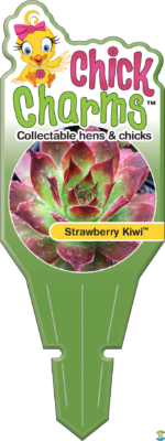 Chick Charms® Strawberry Kiwi™ Sempervivum Succulent - 4" Pot