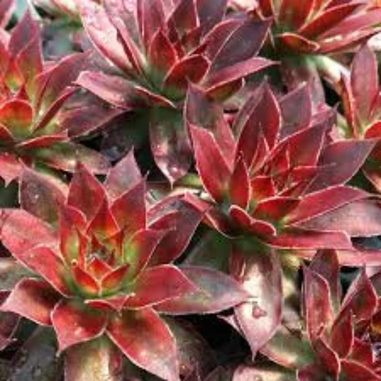 Chick Charms® Strawberry Kiwi™ Sempervivum Succulent - 4" Pot