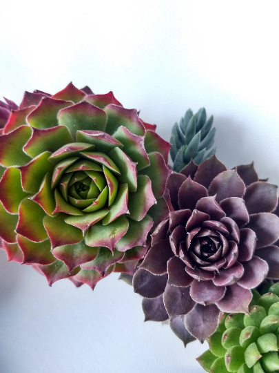 Look at the coloring variations on our wreaths. By using an array of our Sempervivum Succulents, your wreath will burst with color in warmer temperatures.