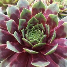 Chick Charms Watermelon Ripple Sempervivum Succulent 4 inch pot