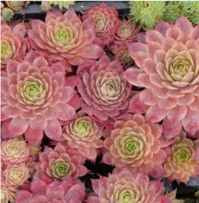 Colorful Hardy Succulents Care