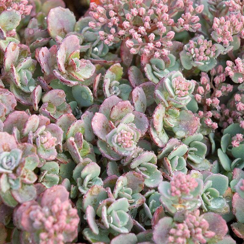 Lidakense Cliff Stonecrop Sedum Succulent